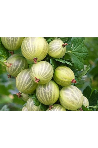 Аґрус Уайт Сміт - достиглі злегка жовтуваті плоди